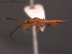 Melanorhopala froeschneri by the Smithsonian. Used under a CC0 license.