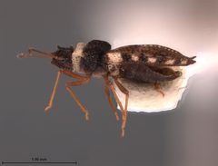 Minitingis elsae by the Smithsonian. Used under a CC0 license.