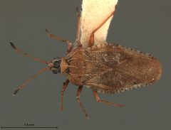 Physatocheila chatterjeei by the Smithsonian. Used under a CC0 license.