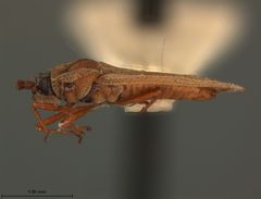 Physatocheila civatis by the Smithsonian. Used under a CC0 license.