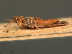Physatocheila dryadis by the Smithsonian. Used under a CC0 license.
