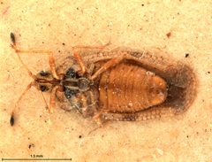 Physatocheila dryadis by the Smithsonian. Used under a CC0 license.