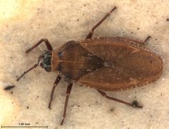 Physatocheila lenis by the Smithsonian. Used under a CC0 license.