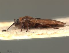 Physatocheila lenis by the Smithsonian. Used under a CC0 license.
