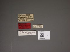 Physatocheila lenis by the Smithsonian. Used under a CC0 license.