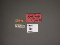 Stephanitis luzonana by the Smithsonian. Used under a CC0 license.