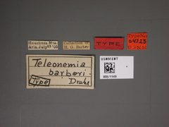 Teleonemia barberi by the Smithsonian. Used under a CC0 license.