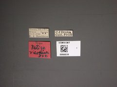 Vatiga vicosana by the Smithsonian. Used under a CC0 license.