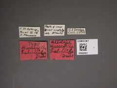 Husseyella halophila by the Smithsonian. Used under a CC0 license.