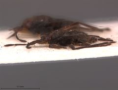 Husseyella halophila by the Smithsonian. Used under a CC0 license.
