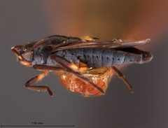 Microvelia buenoi by the Smithsonian. Used under a CC0 license.