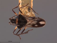 Microvelia buenoi by the Smithsonian. Used under a CC0 license.
