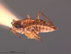 Microvelia cubana by the Smithsonian. Used under a CC0 license.