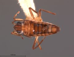 Microvelia cubana by the Smithsonian. Used under a CC0 license.