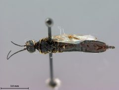 Syntexis libocedrii by the Smithsonian. Used under a CC0 license.