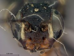 Syntexis libocedrii by the Smithsonian. Used under a CC0 license.