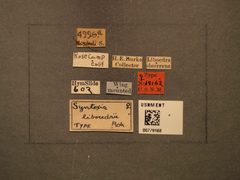Syntexis libocedrii by the Smithsonian. Used under a CC0 license.