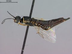 Syntexis libocedrii by the Smithsonian. Used under a CC0 license.