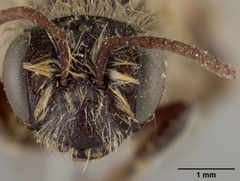Andrena apacheorum by the Smithsonian. Used under a CC0 license.