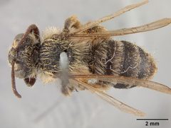 Andrena apacheorum by the Smithsonian. Used under a CC0 license.