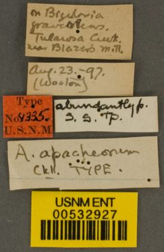 Andrena apacheorum by the Smithsonian. Used under a CC0 license.
