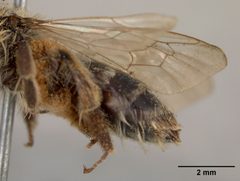 Andrena apacheorum by the Smithsonian. Used under a CC0 license.