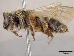 Andrena apacheorum by the Smithsonian. Used under a CC0 license.