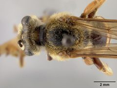 Andrena argemonis by the Smithsonian. Used under a CC0 license.
