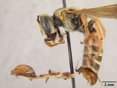 Andrena argemonis by the Smithsonian. Used under a CC0 license.