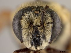 Andrena argemonis by the Smithsonian. Used under a CC0 license.