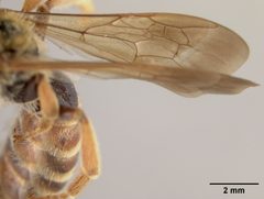 Andrena argemonis by the Smithsonian. Used under a CC0 license.