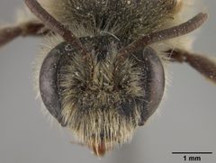 Andrena astragali by the Smithsonian. Used under a CC0 license.