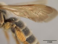 Andrena astragali by the Smithsonian. Used under a CC0 license.