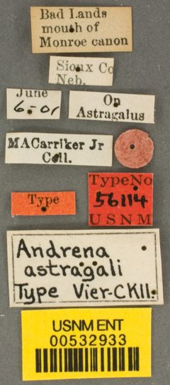 Andrena astragali by the Smithsonian. Used under a CC0 license.