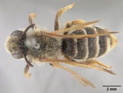 Andrena astragali by the Smithsonian. Used under a CC0 license.
