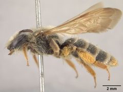 Andrena astragali by the Smithsonian. Used under a CC0 license.