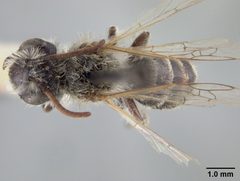 Andrena canadensis oslarella by the Smithsonian. Used under a CC0 license.