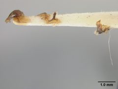 Andrena canadensis oslarella by the Smithsonian. Used under a CC0 license.
