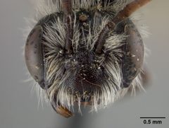 Andrena canadensis oslarella by the Smithsonian. Used under a CC0 license.