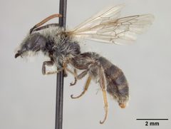 Andrena canadensis oslarella by the Smithsonian. Used under a CC0 license.