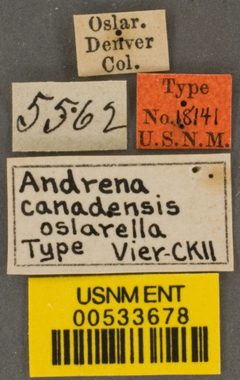 Andrena canadensis oslarella by the Smithsonian. Used under a CC0 license.