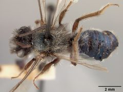 Andrena cerasifolii by the Smithsonian. Used under a CC0 license.