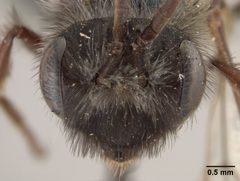Andrena cerasifolii by the Smithsonian. Used under a CC0 license.