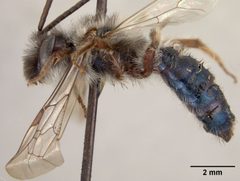 Andrena cerasifolii by the Smithsonian. Used under a CC0 license.
