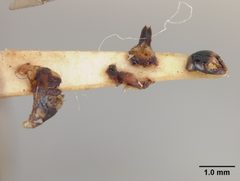 Andrena cerasifolii by the Smithsonian. Used under a CC0 license.