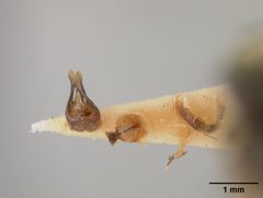 Andrena cerebrata by the Smithsonian. Used under a CC0 license.
