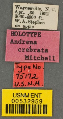 Andrena cerebrata by the Smithsonian. Used under a CC0 license.