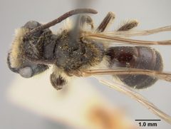 Andrena cerebrata by the Smithsonian. Used under a CC0 license.