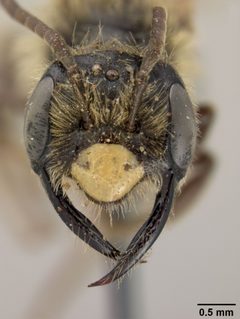 Andrena cerebrata by the Smithsonian. Used under a CC0 license.