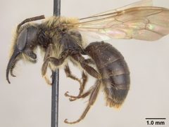 Andrena cerebrata by the Smithsonian. Used under a CC0 license.